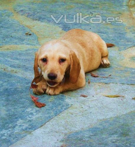 Asociación Protectora de Animales Amigos de los perros de Carballo