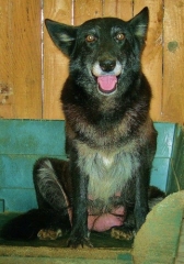 Asociacion protectora de animales amigos de los perros de carballo - foto 1