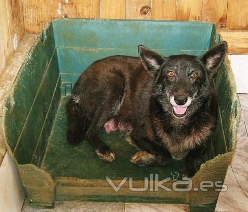 Asociacin Protectora de Animales Amigos de los perros de Carballo