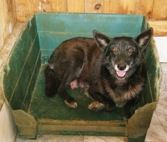 Asociacin Protectora de Animales Amigos de los perros de Carballo - Foto 22