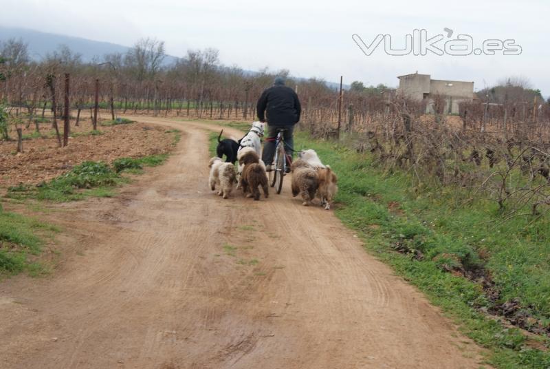 Max Gonzlez adiestramiento canino.