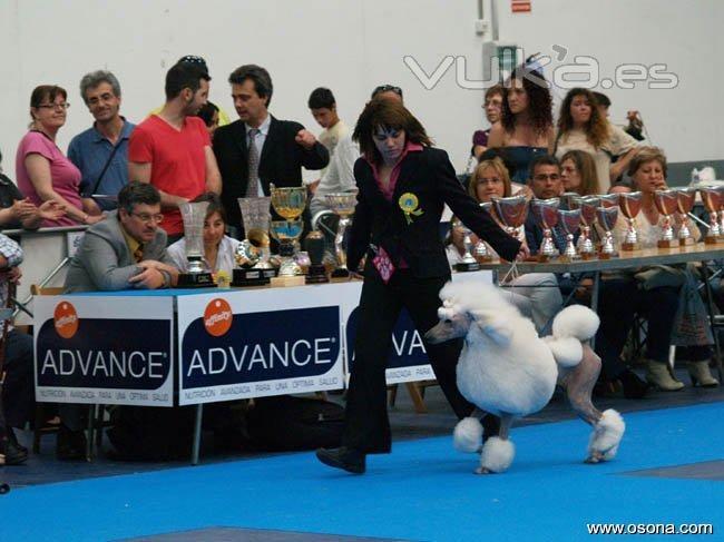 exposicion canina  internacional celebrada en la poblacin de valls 2010  finales