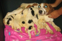 Asociacin Protectora de Animales Amigos de los perros de Carballo - Foto 19