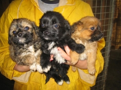 Foto 441 criadero de perros - Asociacion Protectora de Animales Amigos de los Perros de Carballo