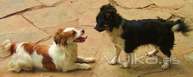 Asociación Protectora de Animales Amigos de los perros de Carballo