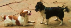 Asociacin protectora de animales amigos de los perros de carballo - foto 3