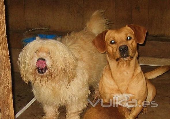 Asociación Protectora de Animales Amigos de los perros de Carballo