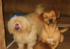Foto 442 criadero de perros - Asociacion Protectora de Animales Amigos de los Perros de Carballo