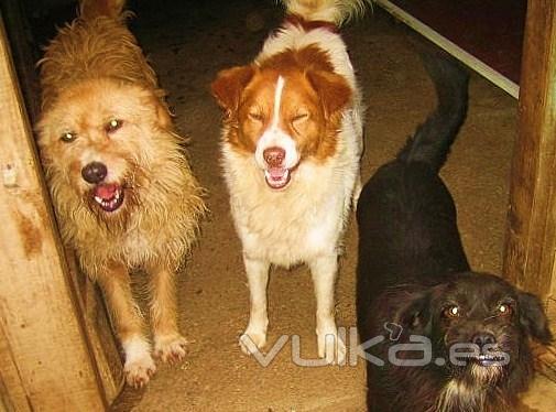Asociacin Protectora de Animales Amigos de los perros de Carballo