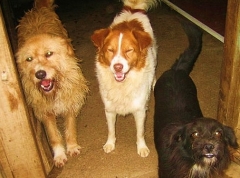Asociacin protectora de animales amigos de los perros de carballo - foto 9