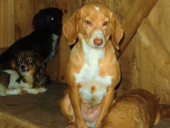 Asociacion protectora de animales amigos de los perros de carballo - foto 11