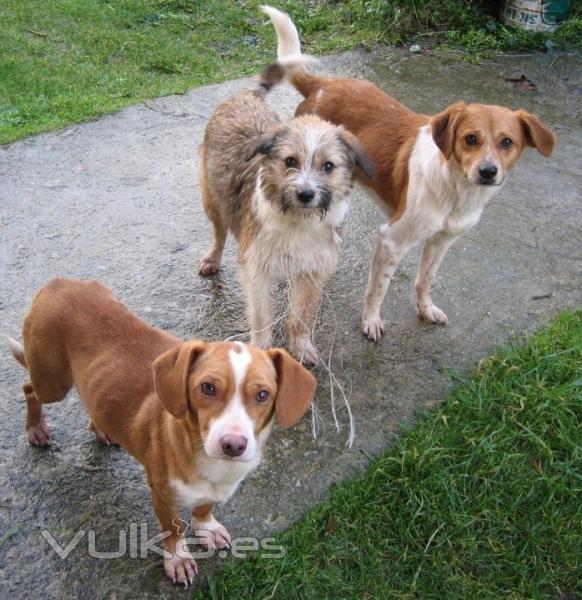 Asociacin Protectora de Animales Amigos de los perros de Carballo