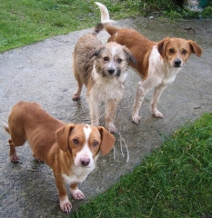 Asociacion protectora de animales amigos de los perros de carballo - foto 9
