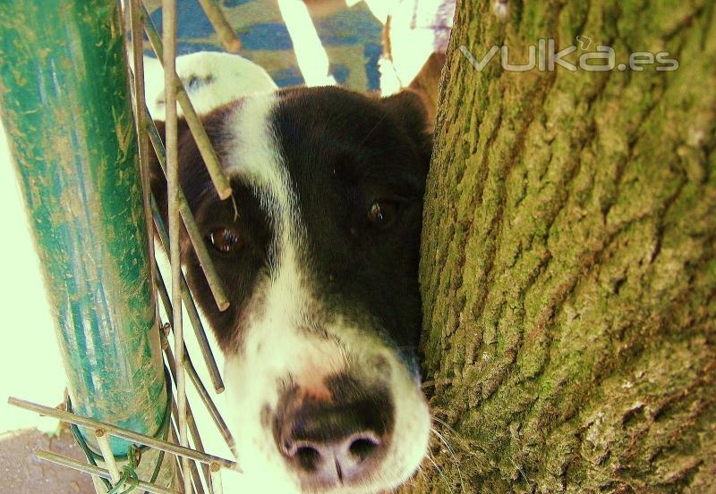 Asociacin Protectora de Animales Amigos de los perros de Carballo