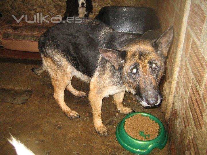 Asociacin Protectora de Animales Amigos de los perros de Carballo