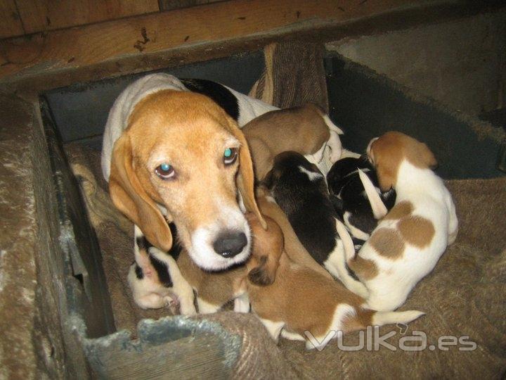 Asociación Protectora de Animales Amigos de los perros de Carballo