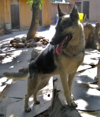 Asociacin protectora de animales amigos de los perros de carballo - foto 4