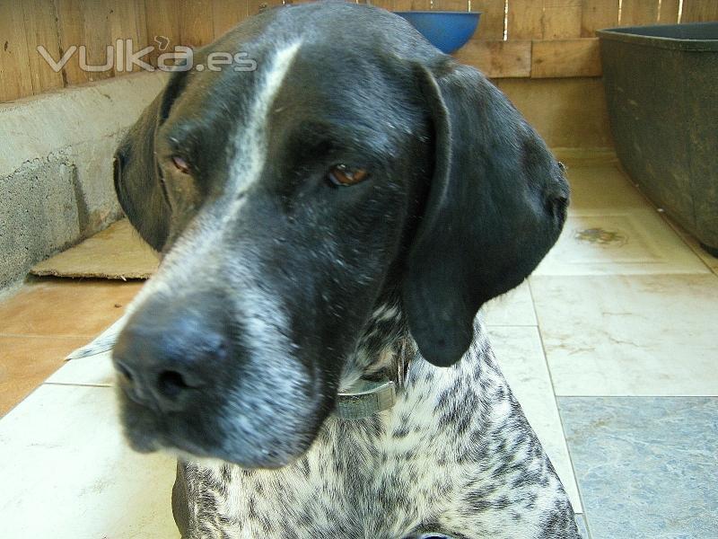 Asociación Protectora de Animales Amigos de los perros de Carballo