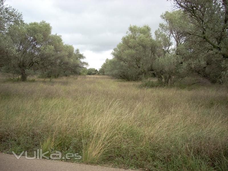 Rossell - Finca rstica con agua 4312 M2. camino asfaltado, olivos 7.500 euros