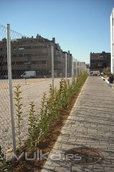 Plantacin de seto perifrico en Parla, C/ Urano.