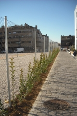 Plantacion de seto periferico en parla, c/ urano