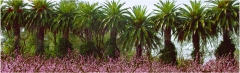 Paseo palmeras hacienda jardin la vara