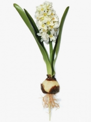 Jacintos artificiales de calidad jacinto artificial blanco con bulbo y hojas  oasisdecorcom