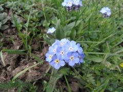 87 - flora