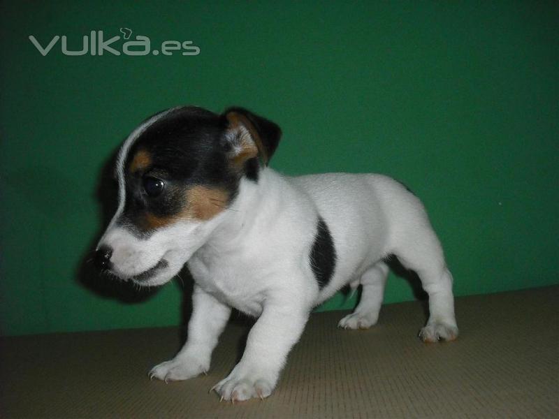 Jack Russel Terrier