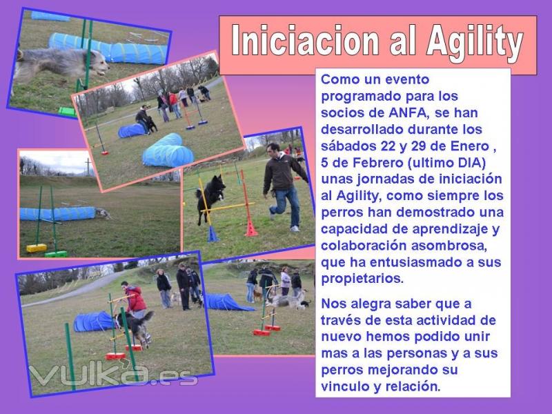 Adiestramiento,Educacion Canina,Agility en San sebastian,Hondarribia,Irun, Noble y Fiel Amigo, ANFA