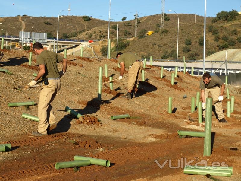 Plantacin Ronda de Mlaga