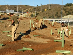 Plantacion ronda de malaga