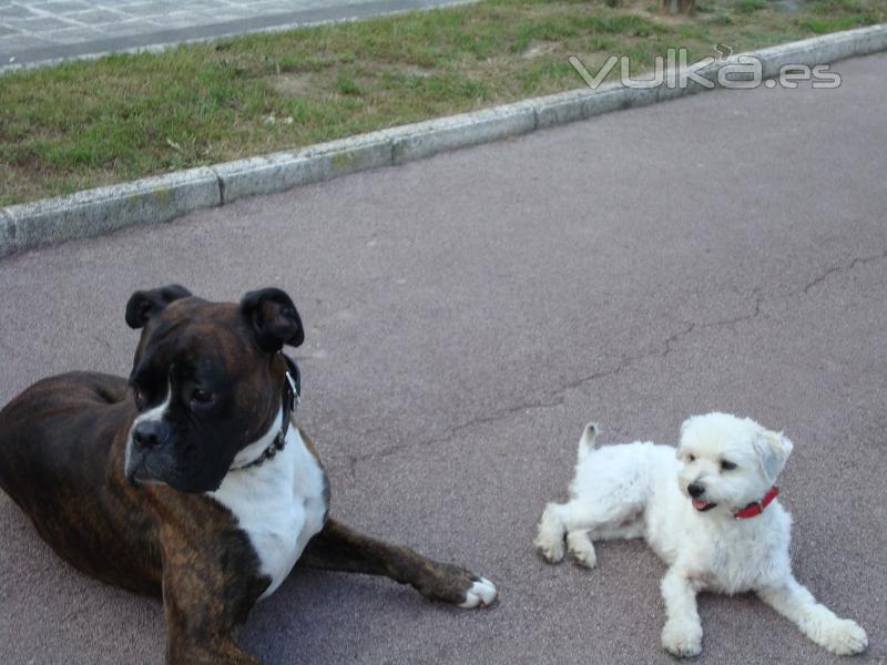 Baldo y Tot, 2 majos perros que reciben el servicio de Paseos