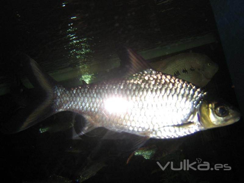 Peces en acuario