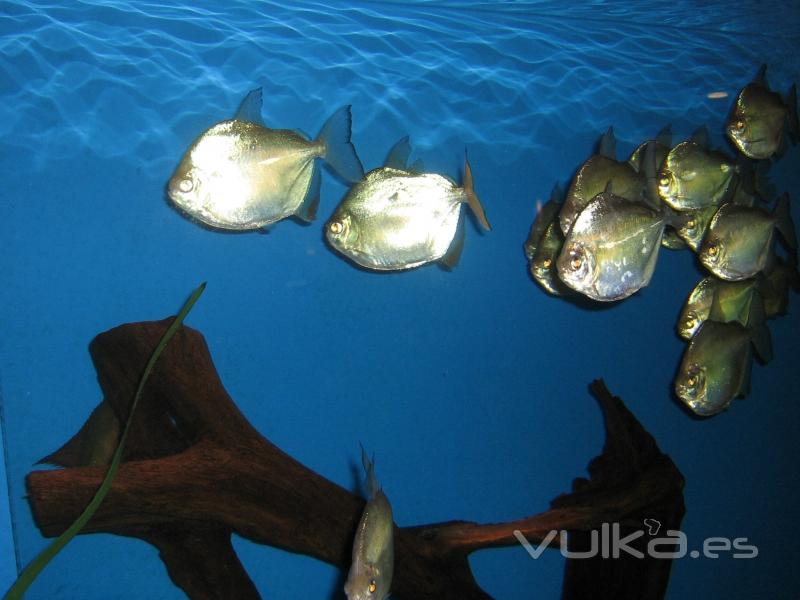 Peces en acuario