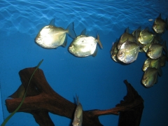Peces en acuario