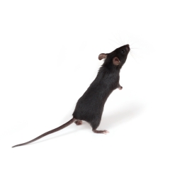 Raton