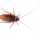 Cucaracha