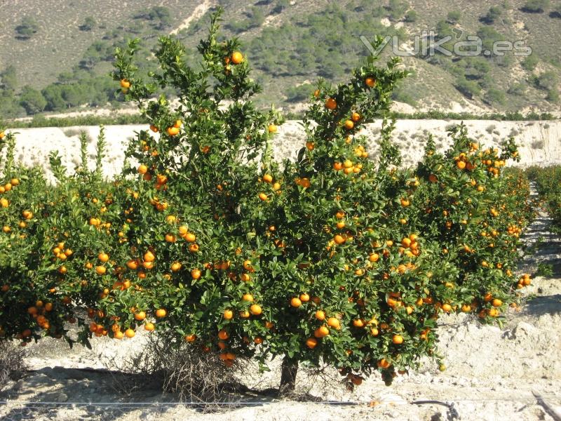 Naranjas mandarinas.