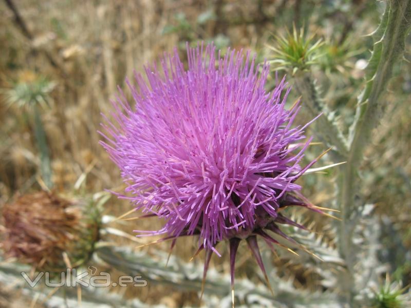 Cardo en flor.