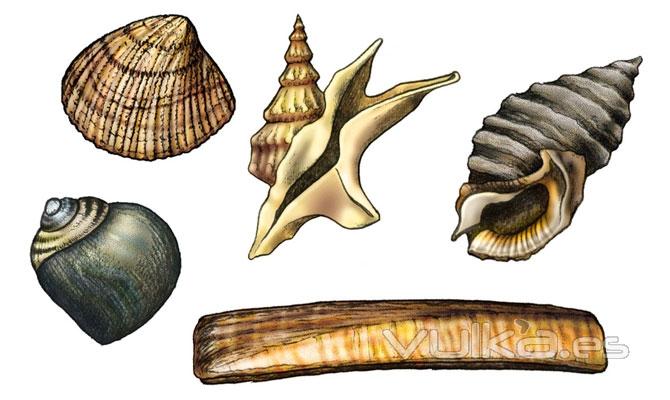 Diversas conchas de moluscos marinos (guia didáctica)
