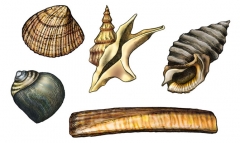 Diversas conchas de moluscos marinos (guia didactica)