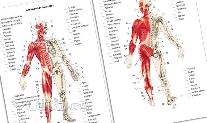 Atlas de ejercicios prcticos de anatoma humana. Nivel 1 ESO