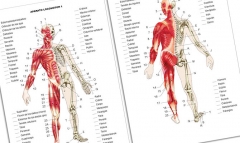Atlas de ejercicios prcticos de anatoma humana. nivel 1 eso