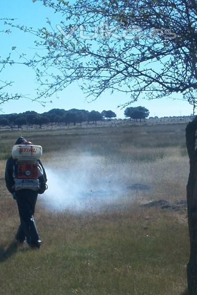 Fumigacin contra Garrapatas por tcnicos de Ailcapa
