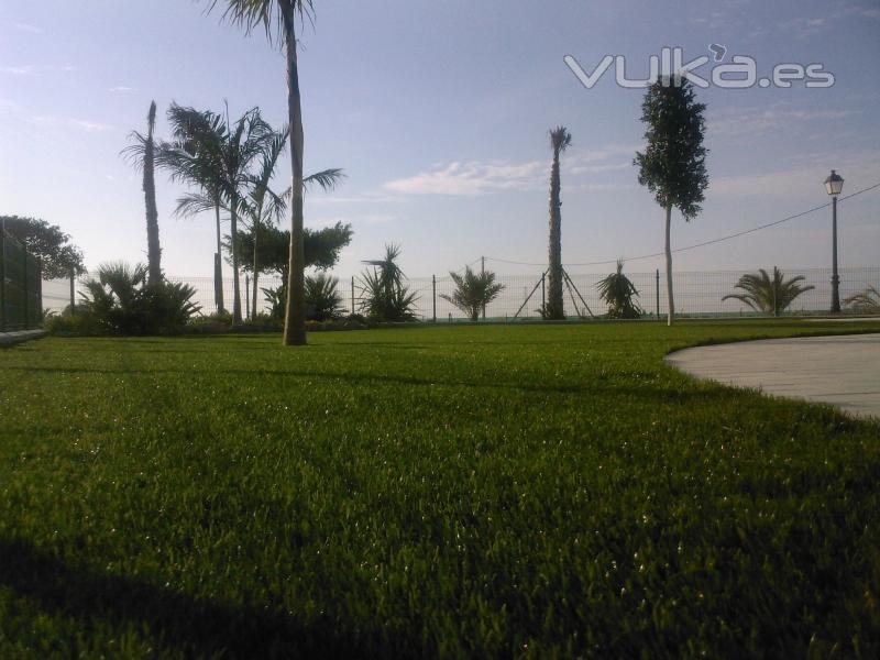Evolution grass s.l