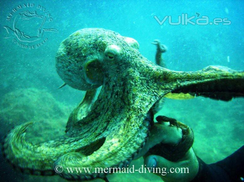 MERMAID DIVING MORAIRA - CENTRO DE BUCEO