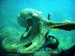 Mermaid diving moraira - centro de buceo - foto 1