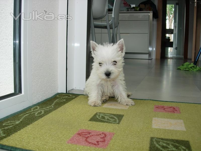 West Highland White Terrier