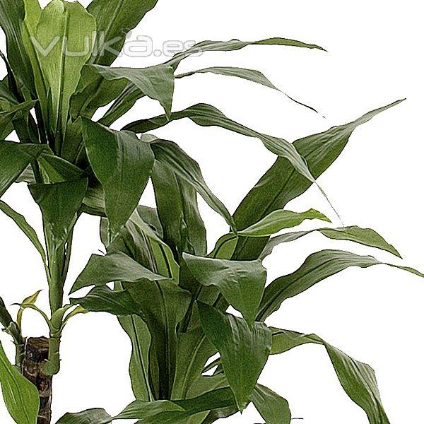 Planta artificial dracaena fragans 100 verde en lallimona.com detalle1